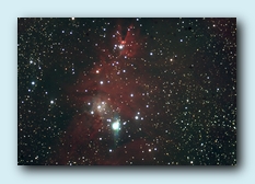 NGC 2264.jpg